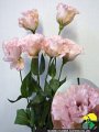 Eustoma Celeb Princess